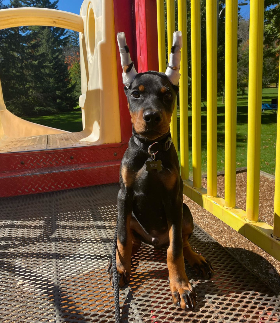 Rex